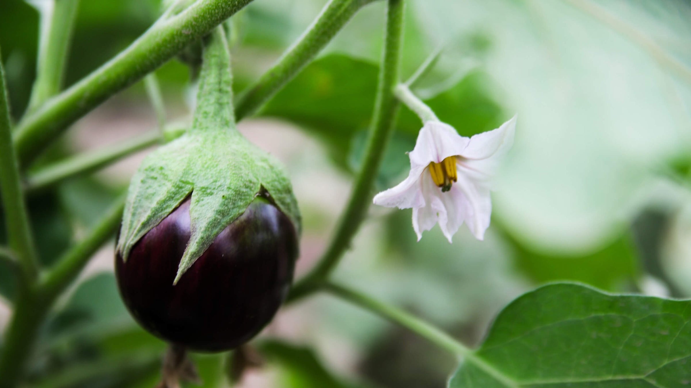 Aubergine Collection