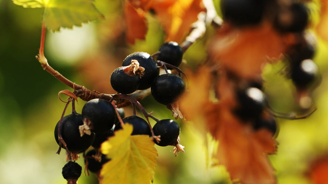 Blackcurrant Collection