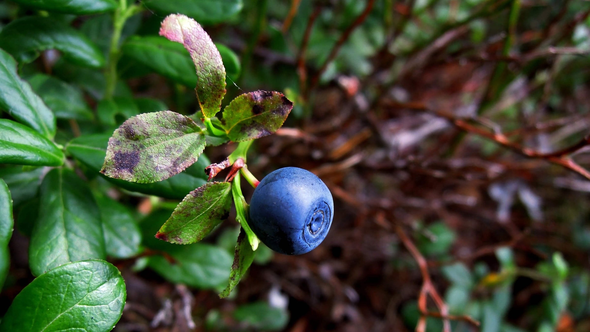 Blueberry Collection