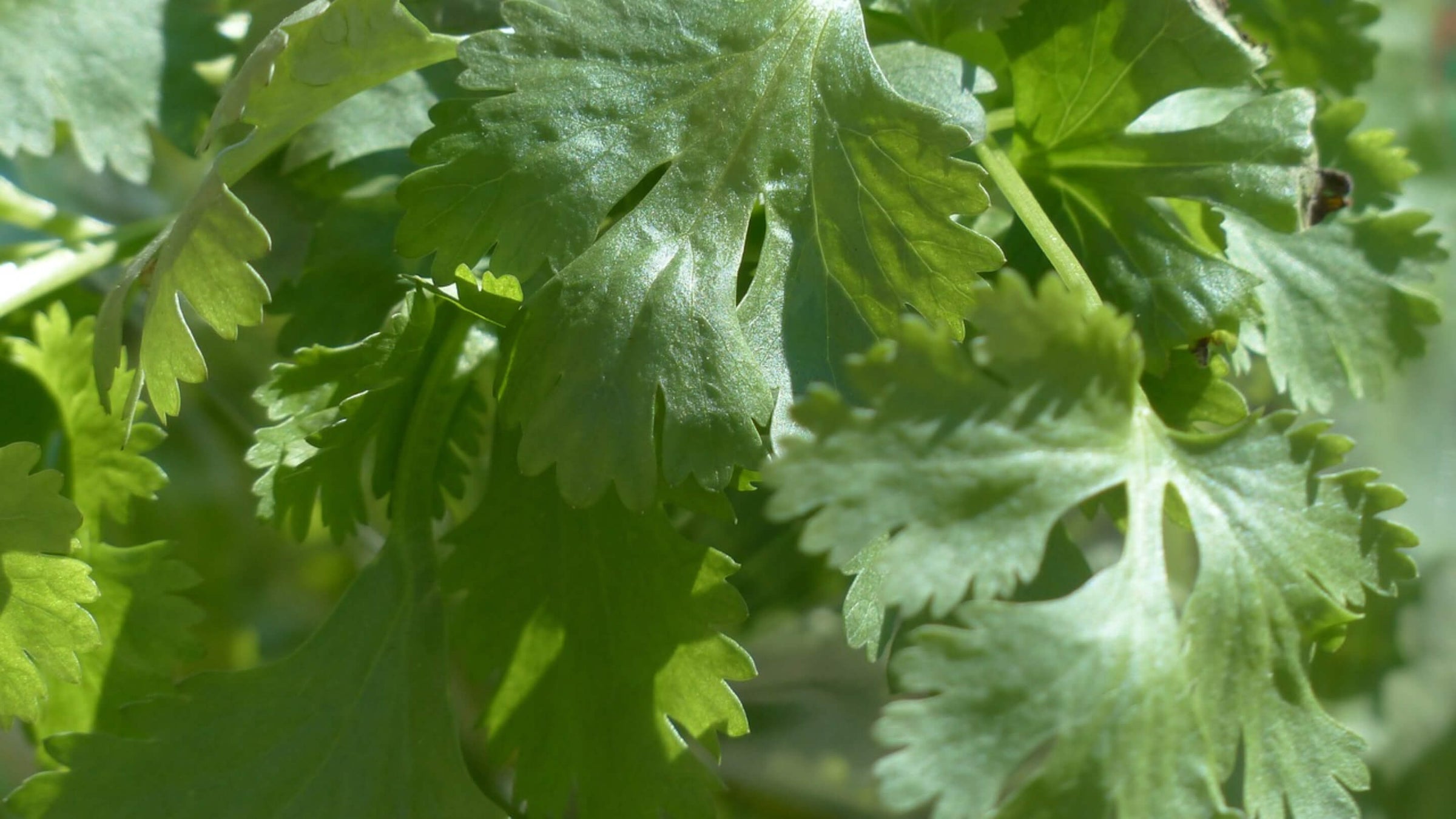 Coriander Collection