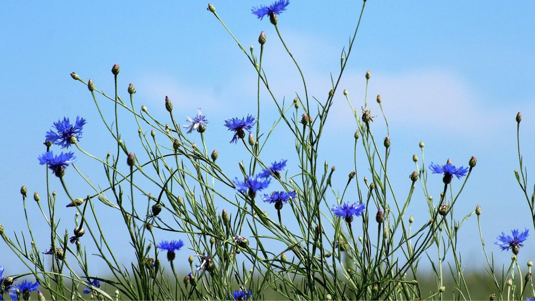 Flowers Collection