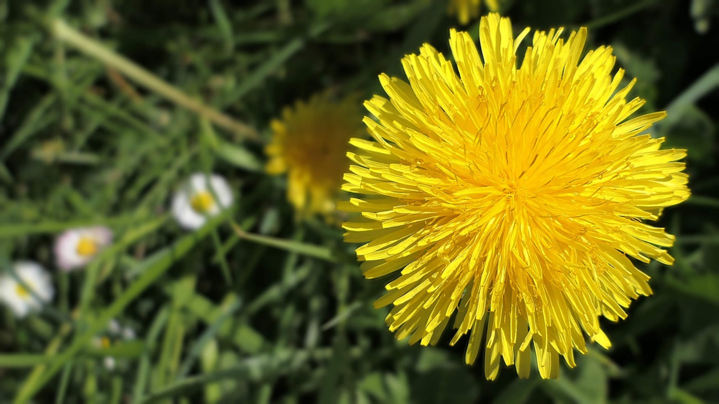 Dandelion Collection