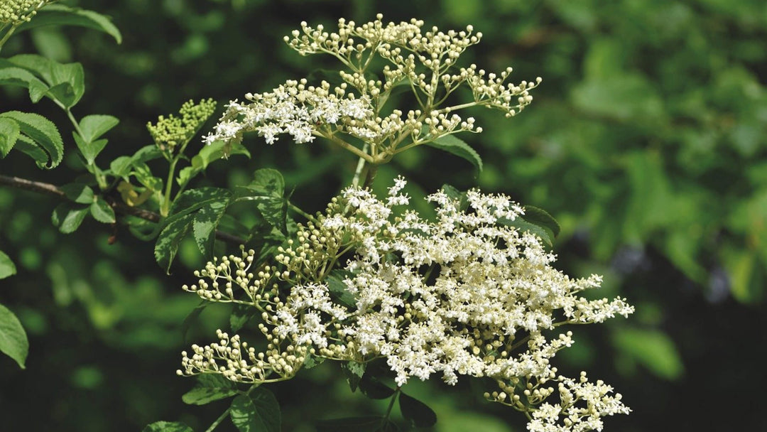 Elderflower Collection