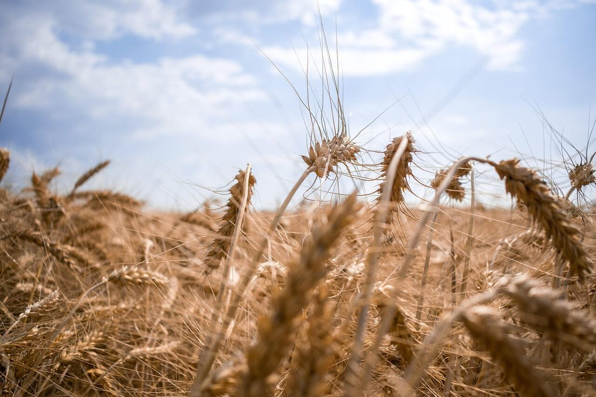 Flours & Grains