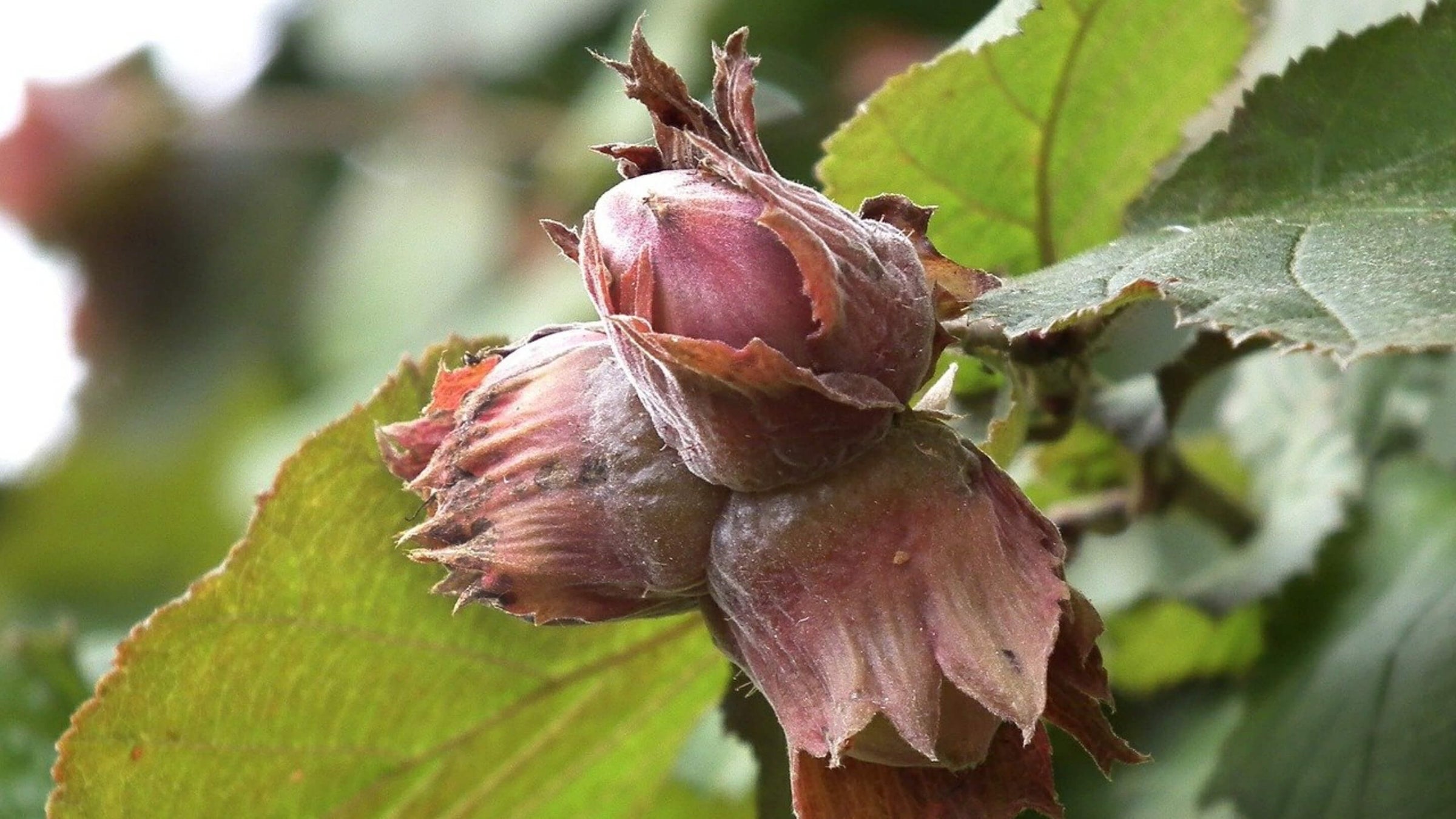 Hazelnut Collection