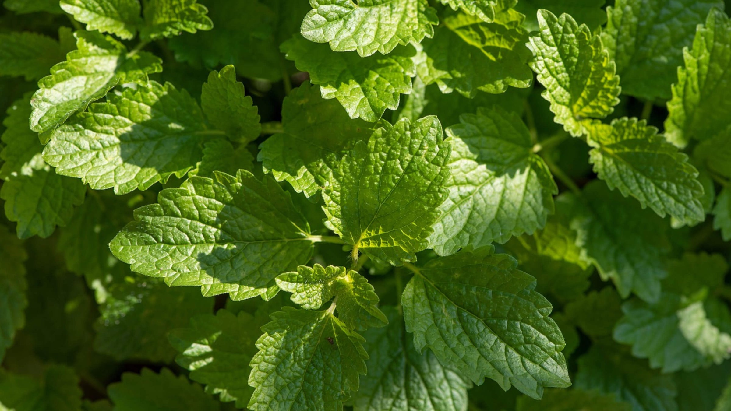 Lemon Balm Collection