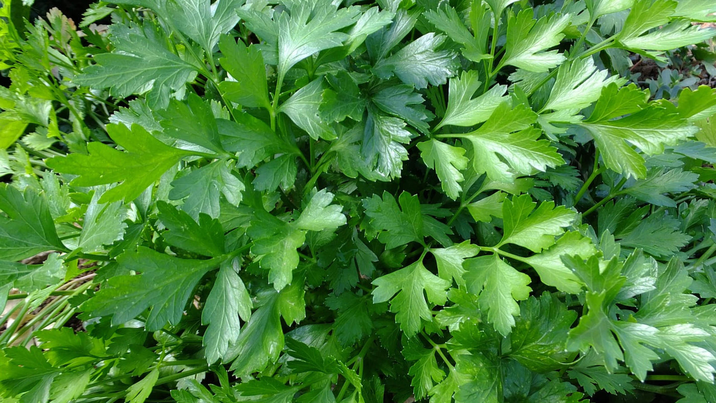 Parsley Collection