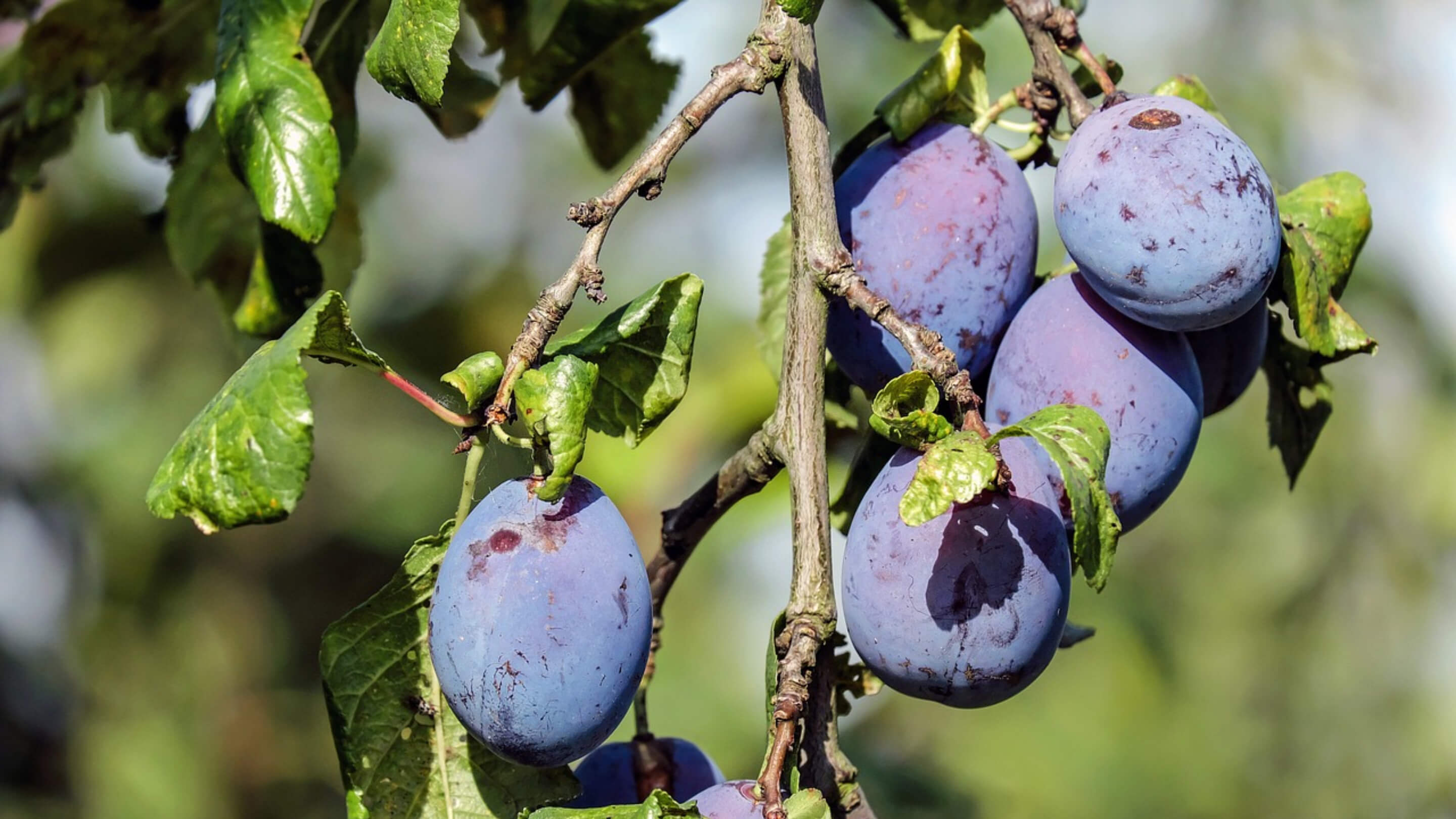 Fructe și Legume