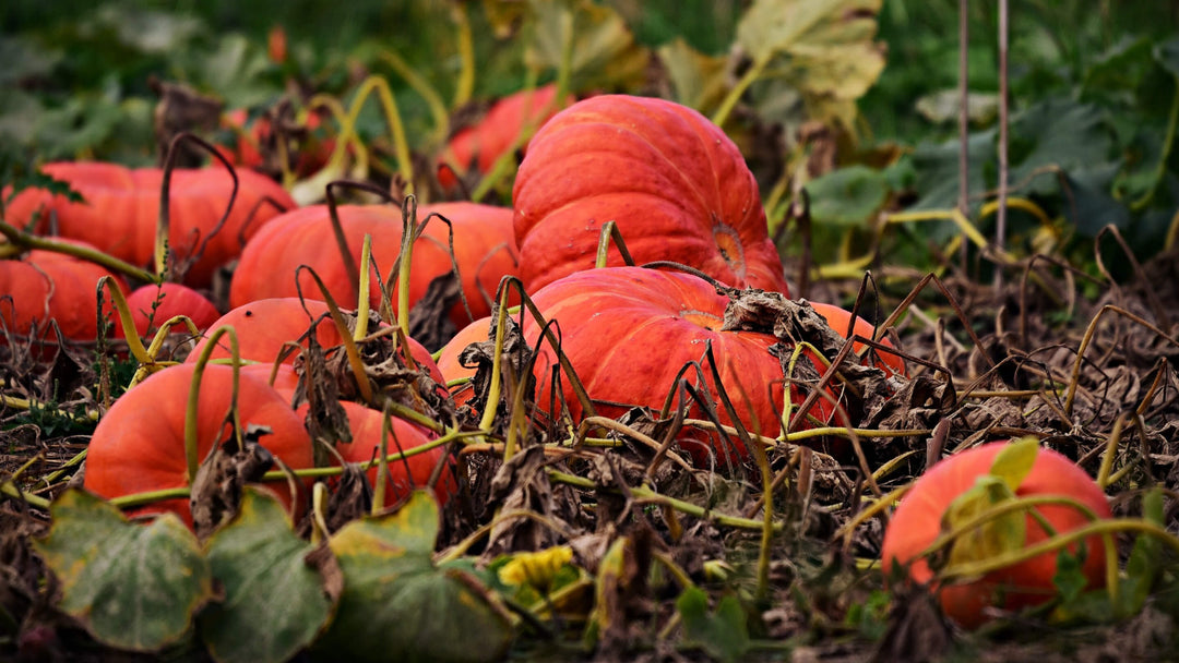 Pumpkin Collection