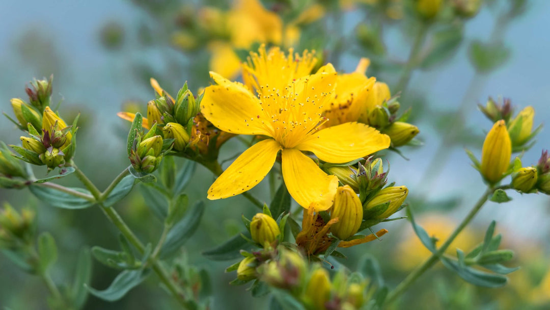 St John's-Wort Collection