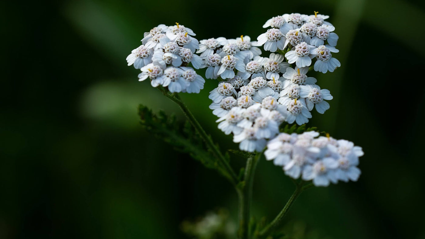 Yarrow Collection