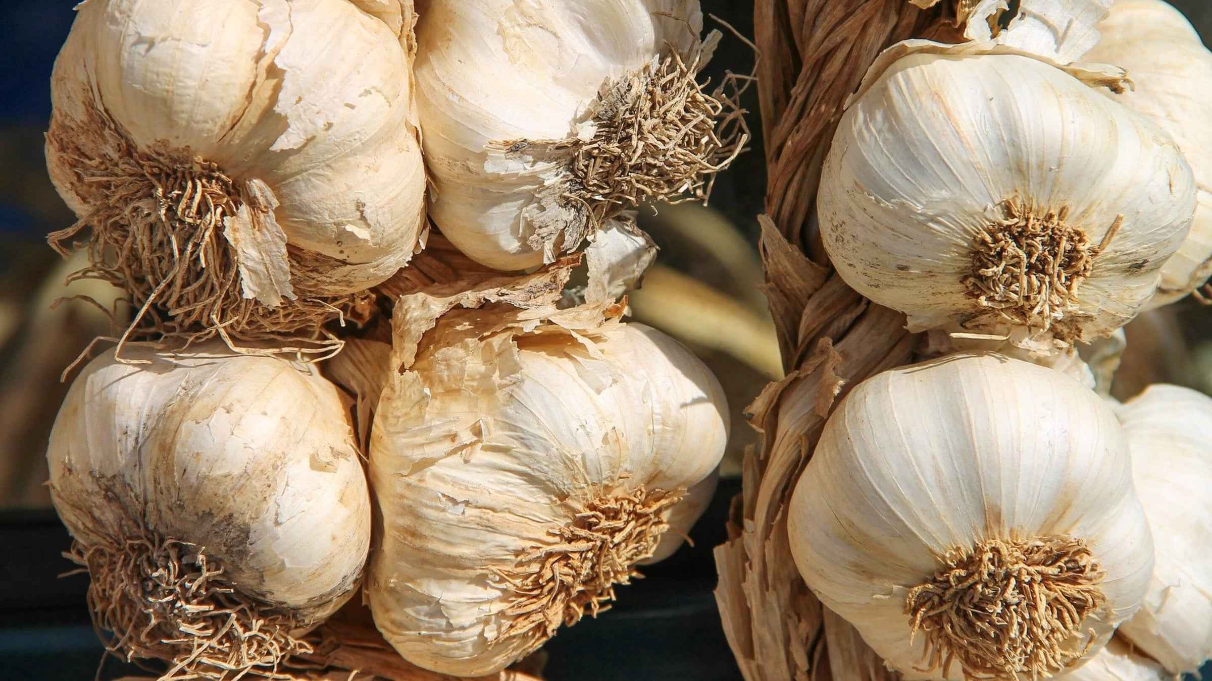 Garlic Collection